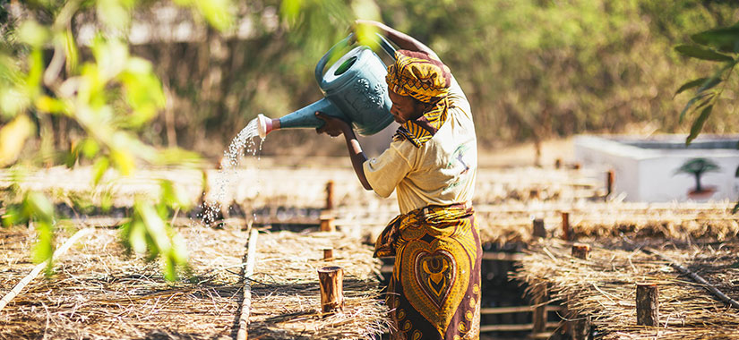 tree-planting
