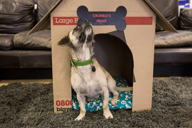 Dog-Kennel-Step-6
